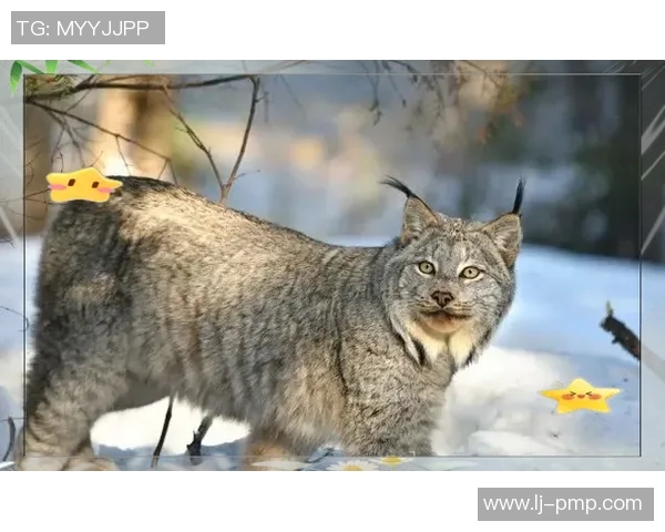 格拉夏夫与坎布尔的精彩对决谁能笑到最后分析与预测